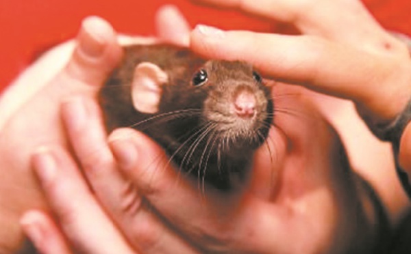 Insolite : Des rats au Parlement