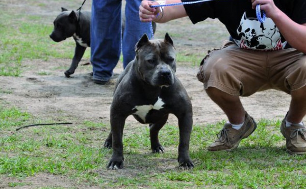 A quand une loi interdisant les chiens dangereux ?  : La chasse aux molosses est lancée