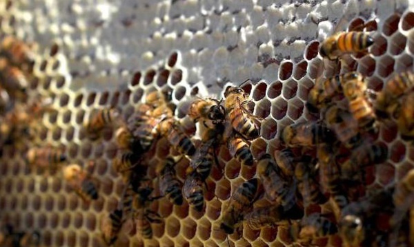 Un vaccin pour les abeilles face à “l'apocalypse des insectes”