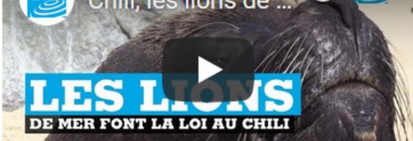 Chili, les lions de mer font la loi