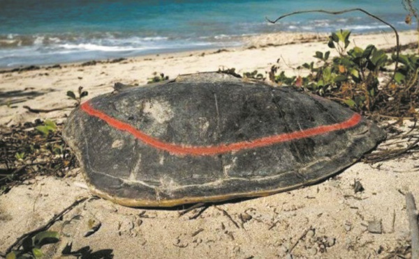 A Mayotte, la difficile lutte contre le braconnage des tortues vertes
