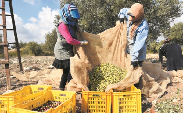 Récolte record des olives