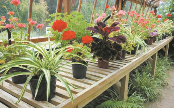 Des plantes d’intérieur pour lutter contre la pollution