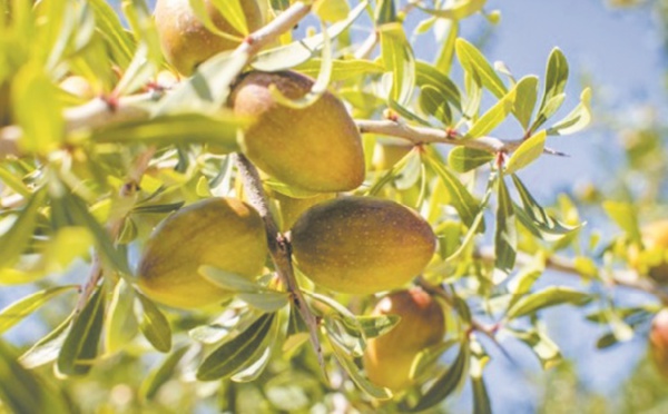 L’importance du système agropastoral à base d'argan reconnue par la FAO