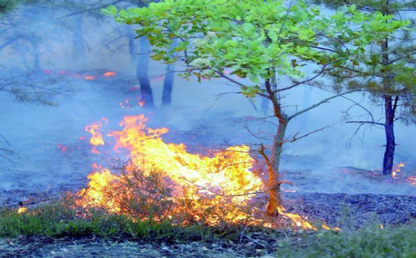 Le comité directeur de prévention et de lutte contre les incendies de forêts se prépare à la saison estivale : 8.000.000 de dirhams pour le lancement d’une campagne de sensibilisation