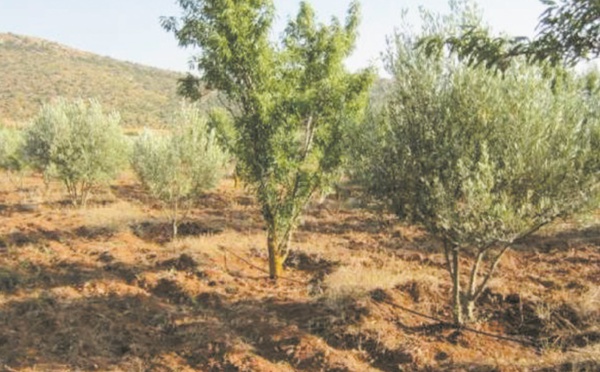 L'état d'avancement de plusieurs projets agricoles dans la région de l’Oriental