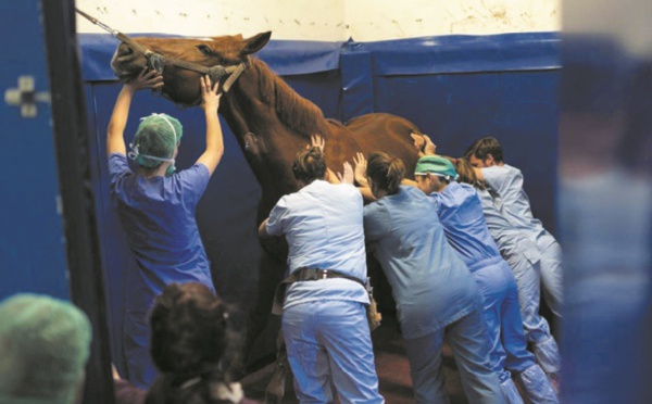 Une clinique 5 étoiles pour chevaux aux portes de Lyon