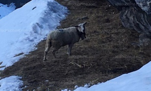 Insolite : Brebis sauvée