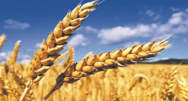 Plus de 731.000 ha emblavés en céréales dans la région Fès-Meknès