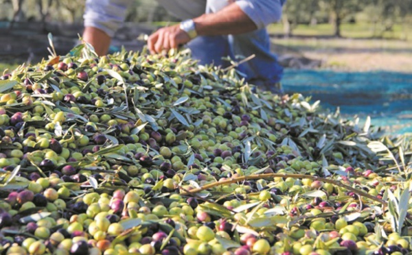 L'oléiculture enregistre un accroissement important en termes de superficie dans l’Oriental