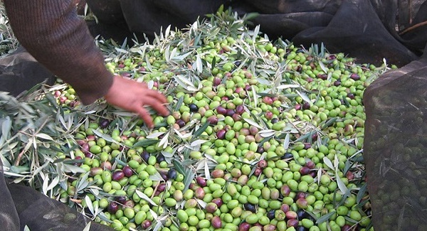 La production oléicole a atteint plus d'un million de tonnes dans la région de Fès-Meknès