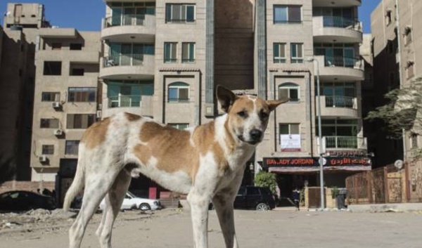 Dans les rues du Caire, le défi des chiens errants