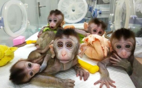 Une équipe chinoise assure avoir cloné 5 singes pour la recherche médicale