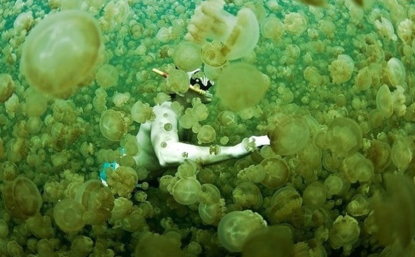 Insolite : Nager avec les méduses