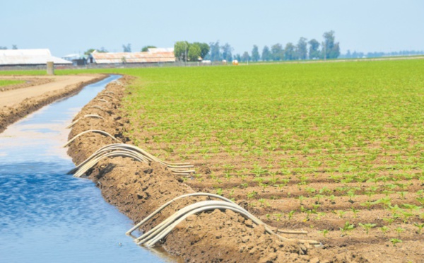 Plan agricole régional de l’Oriental : 7,7 MMDH investis entre 2008 et 2018