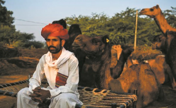 Au Rajasthan, les dromadaires du désert se reconvertissent