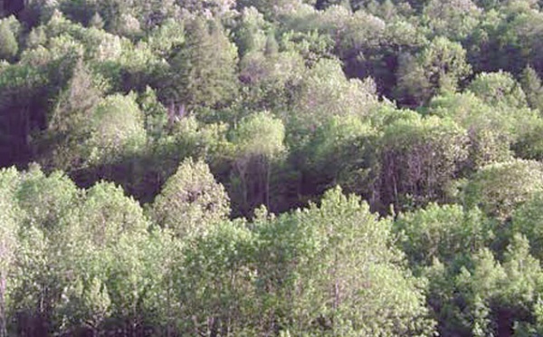 Conférence ministérielle sur la protection des forêts en Europe : Le Maroc participe aux travaux en qualité d’observateur