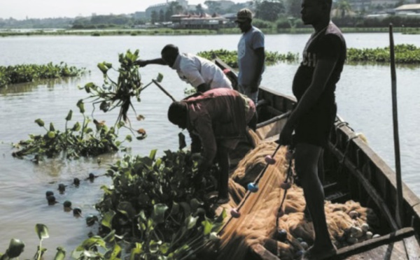 La jacinthe d'eau, fléau vert qui ronge le cœur bleu de l'Afrique