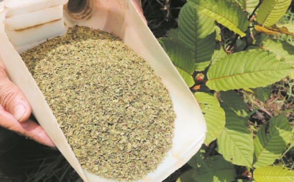 Drogue ou médicament miracle? L’Indonésie profite de la mode du kratom