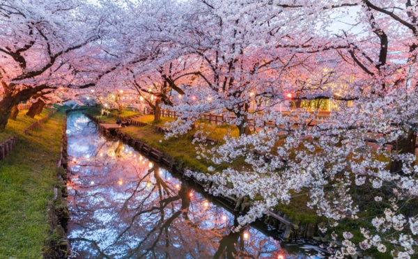 Prédire la floraison des cerisiers, très sérieuse mission au Japon