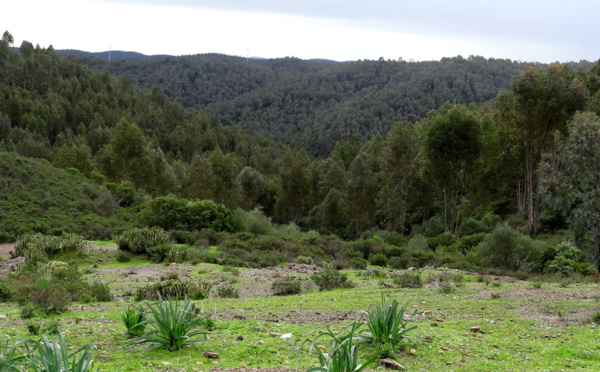 L’espace forestier, troisième poumon de la province de Sidi Slimane