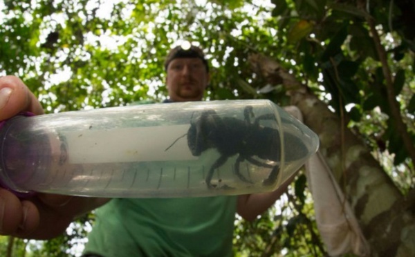 La plus grosse abeille du monde retrouvée en Indonésie