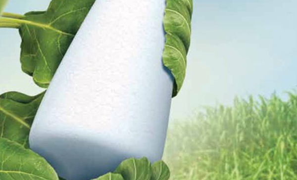 La filière sucrière affiche une capacité de production de 1,65 million de tonnes par an