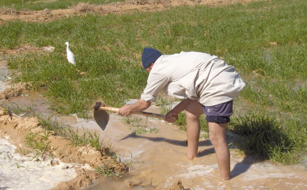 L’Etat tiraillé entre subvention et  hausse des tarifs de l’eau d’irrigation