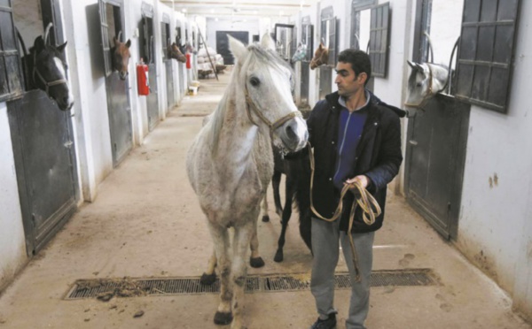En Syrie, les pur-sang arabes menacés et traumatisés par la guerre