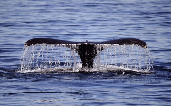 Les baleines bleues préfèrent ne pas prendre de risques