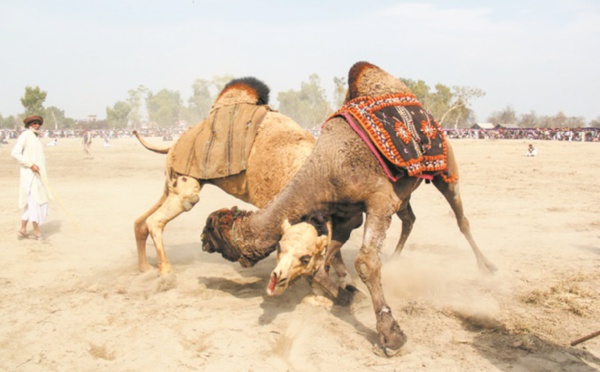 Au Pakistan, des combats de chameaux illégaux mais populaires