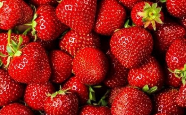 Coup d'envoi dans la province de Kénitra de la 9ème édition du Festival international de la fraise
