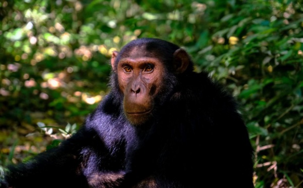 Chez les chimpanzés, la diversité culturelle aussi est victime des humains