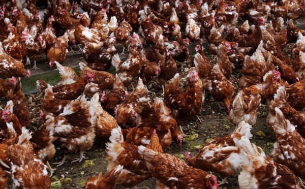 Insolite : Un renard tué par des poules