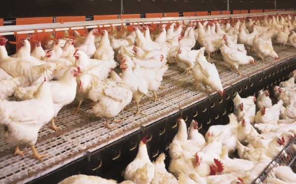Une nouvelle souche de  salmonelle prélevée sur la volaille marocaine :  Menace sur le secteur avicole