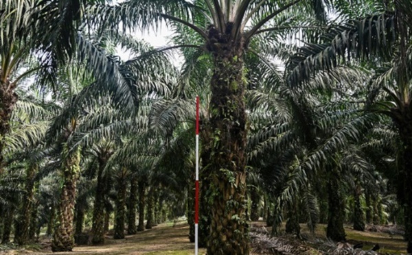 Contre la déforestation, la Malaisie teste des palmiers à huile nains
