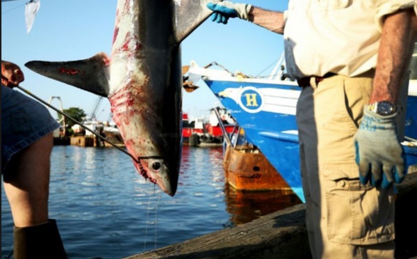 Les requins, une famille plus menacée que prévu