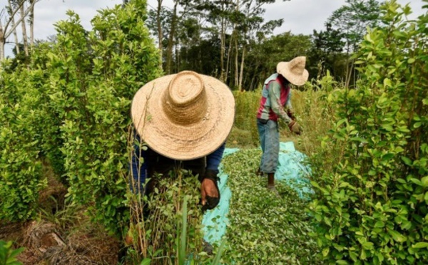 En Colombie, des paysans ruinés entre désespoir et retour à la coca