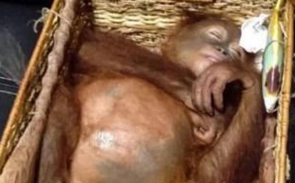 Insolite : Orang-outan dans la valise