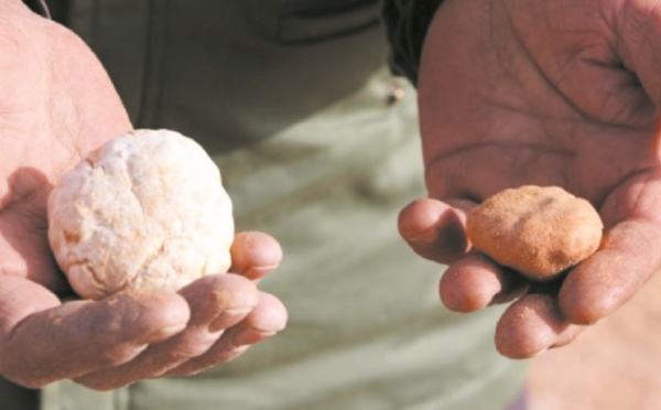 La cueillette des truffes du désert en Libye, un métier et une passion