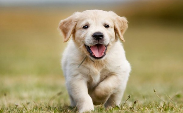Insolite : Chien «dealer»