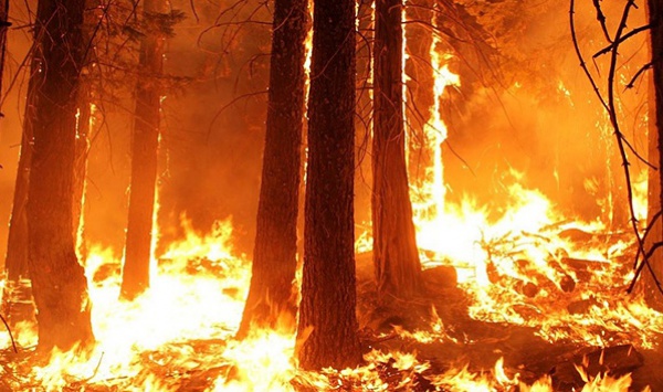 Quelques conseils pour éviter  le déclenchement des feux de forêt