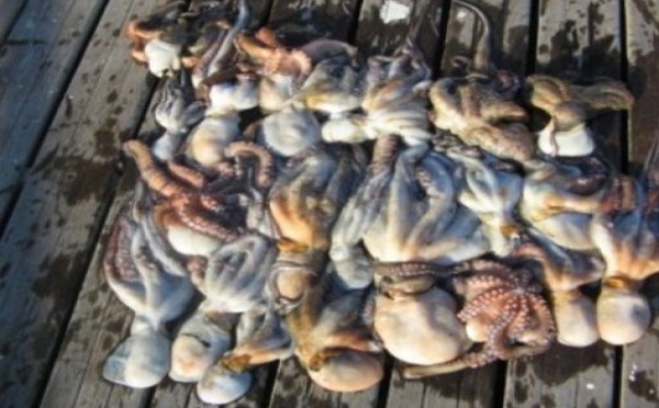 Suspension de la pêche du poulpe : Le ministère de l’Agriculture attise la colère des pêcheurs