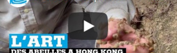 L'art de la capture des abeilles à Hong Kong