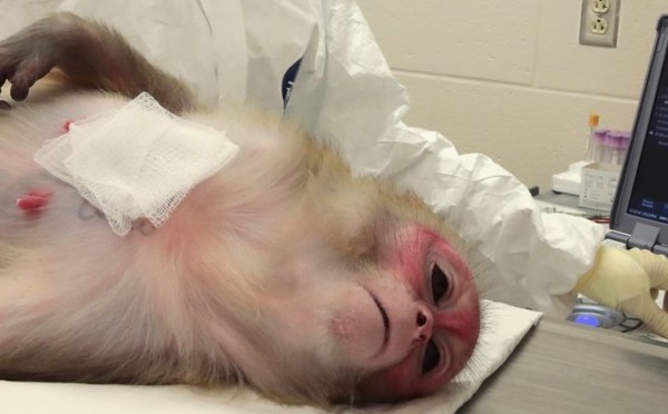 Des scientifiques implantent à des singes un gène du cerveau humain