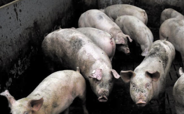 Quand des cerveaux de porcs continuent de fonctionner après leur mort
