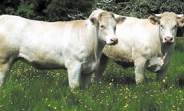 De la prairie et moins d'élevage intensif pour nourrir l'Europe en 2050