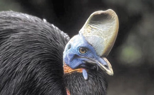 Insolite : Tué par son casoar