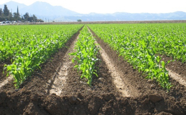 Lancement de la campagne agricole : Les promesses ont plu à Fès