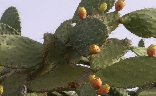 Deuxième université internationale itinérante du cactus : Le figuier de barbarie au menu des débats